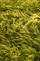 wild grasses in a meadow in the morning