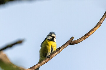 Eurasian Blue Tit perched on a tree branch