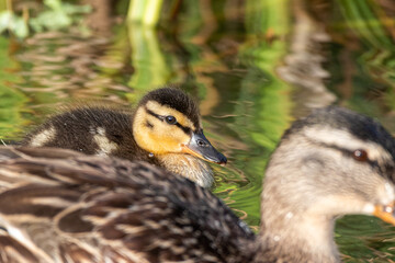 duckling swimming alongside its mother