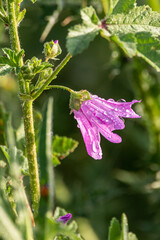 purple flower in the morning dew