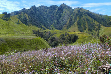 Obraz premium the beauty of the garden galuh