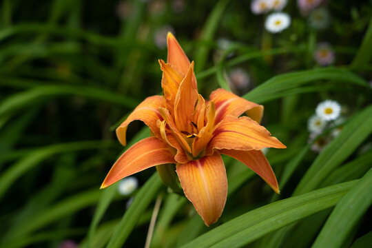 Fleur de lys orange, Lilium bulbiferum