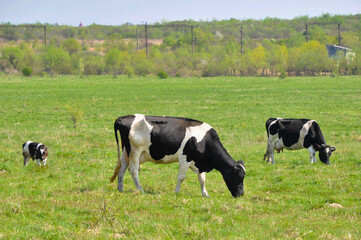 Naklejka na ściany i meble Black and white cows in a grassy field on a bright and sunny day