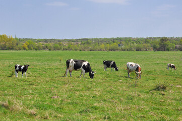 Black and white cows in a grassy field on a bright and sunny day