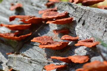 Close Up View Bracket Fungi Adorn Wood Shards In The Field