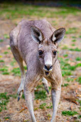 A giant fatal kangaroo is ready to attack people on the grass at Grampians National Park Victoria Australia, zoom in close up view