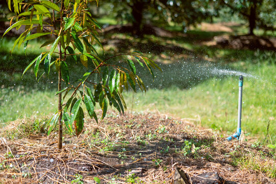 Sprinkler watering small durian tree in the gardening, agriculture in Thailand, the water system provides freshness and growth in garden