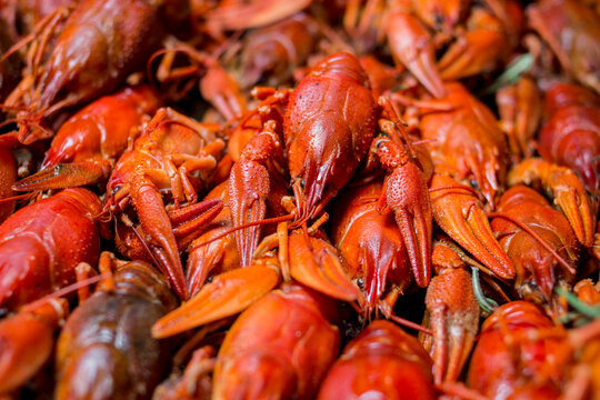 boiled crayfish on an iron plate. boiled red crayfish background for menu. top view, close up photo. a plate of cooked crayfish. Boiled crayfish, a traditional Russian dish. Hot Boiled Crawfish