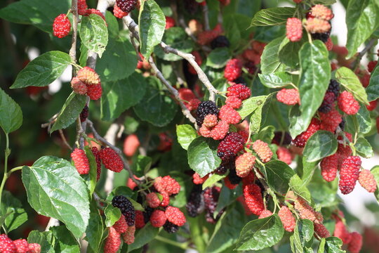 red mulberry