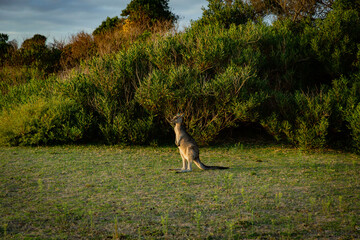 Small Kangaroo juvenile joey on grass at Wildlife Walk trail at Wilson Promontory with sunset autumn bush view