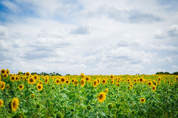 The original sunflower farm Victoria Australia, massive many sunflowers with cloudy sky