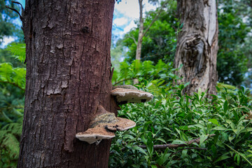 Nature tree fungus on a brown rough bark tree in a park in blue sky cloudy day