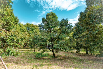 Big durian tree in the garden with blue sky background, king of fruit in Thailand, the best products place for export, durian plantation for advertising