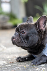 Vertical shot of a black, French bulldog puppy sitting on the ground in a cute way