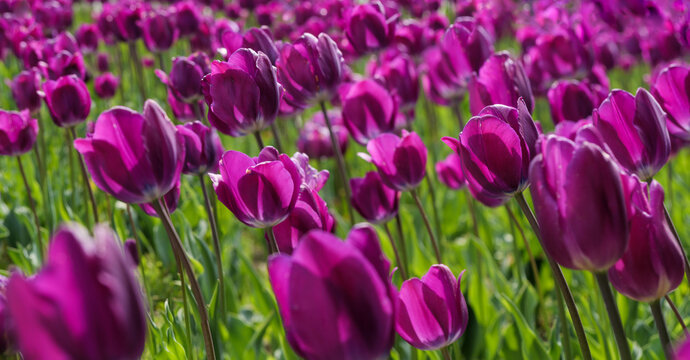 Vibrant Purple tulips in the park for your abstract floral background. Spring landscape with tulip flowers of Velvet Violet tints, selective focus on flower buds and petals.