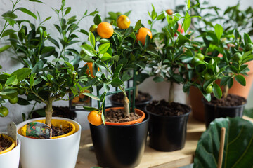 Small home grown lemon tree with organic fruits isolated on red background