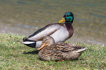 A pair of Mallard ducks resting motionless on a tree trunk. Sitting in the same position. Side view, closeup. Genus species Anas platyrhynchos.
