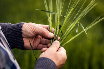Close up of senior farmers hands examining crop barley in field. - obrazy, fototapety, plakaty
