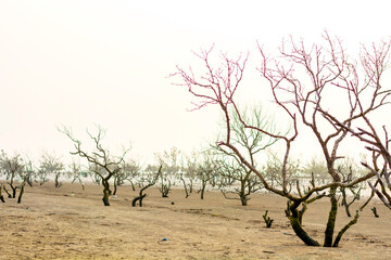 Mangrove tree in a bank of sea in India