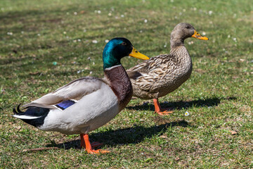 A pair of Mallard ducks resting motionless on a tree trunk. Sitting in the same position. Side view, closeup. Genus species Anas platyrhynchos.
