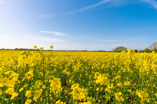 Beautiful, yellow rape plants in big field, in the Danish countryside, soaked in spring sun. Blue sky above, with just a few clouds