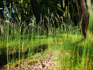 Wydmy nad morzem Bałtyckim.