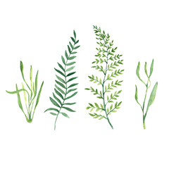 Green twigs and herbs isolated on white background. Watercolor hand painted illustration.