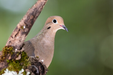 Close Profile of a Mourning Dove While Perched on a Branch