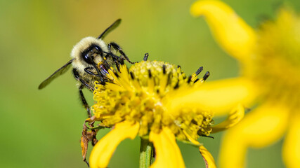 Bee Gathering Pollen from an Accommodating Flower