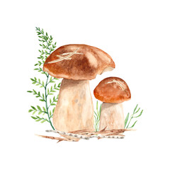 Mushrooms composition. Porcini mushrooms isolated on white background. Watercolor illustration.