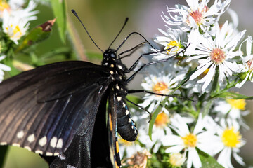 Spicebush Swallowtail Butterfly Sipping Nectar from the Accommodating Flower