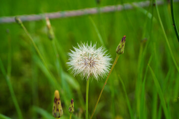 dandelion on grass