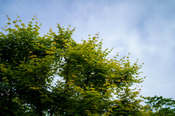 Fototapeta premium tree in the sky