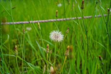 dandelion in grass