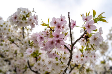 tree blossom