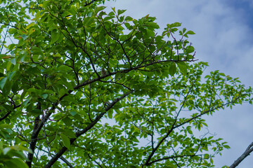 green leaves against blue sky