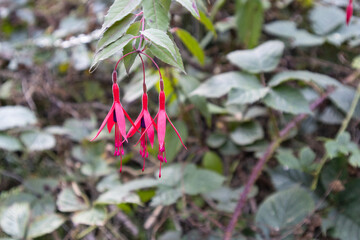 Fuchsia Megellanica