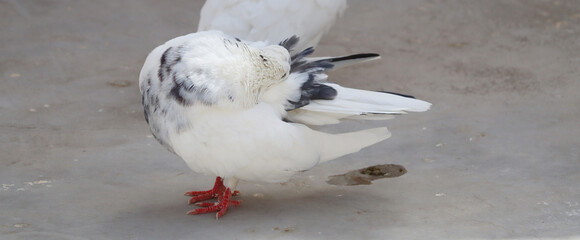 tow white pigeon with black spot on feather