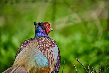colorful male pheasant, Phasianus colchicus,  in its natural habitat in a forest at lake of constance