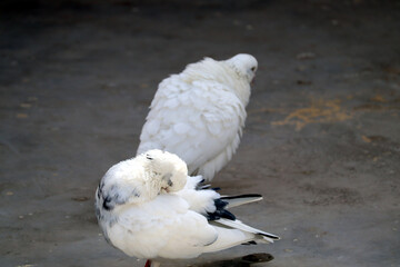tow white pigeon with black spot on feather