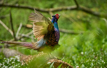 colorful male pheasant, Phasianus colchicus,  in its natural habitat in a forest at lake of constance