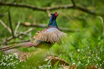 colorful male pheasant, Phasianus colchicus,  in its natural habitat in a forest at lake of constance
