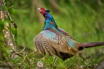colorful male pheasant, Phasianus colchicus,  in its natural habitat in a forest at lake of constance