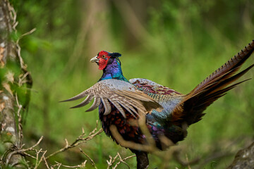 Fototapeta premium colorful male pheasant, Phasianus colchicus, in its natural habitat in a forest at lake of constance