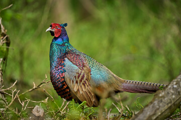 colorful male pheasant, Phasianus colchicus,  in its natural habitat in a forest at lake of constance