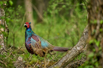 colorful male pheasant, Phasianus colchicus,  in its natural habitat in a forest at lake of constance