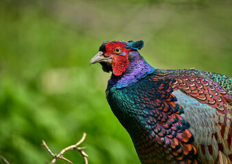 colorful male pheasant, Phasianus colchicus,  in its natural habitat in a forest at lake of constance