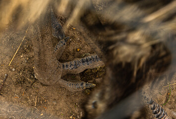 Emu bird animal foot outdoor