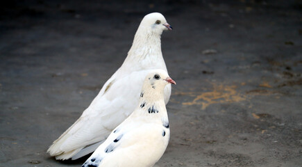 tow white pigeon with black spot on feather