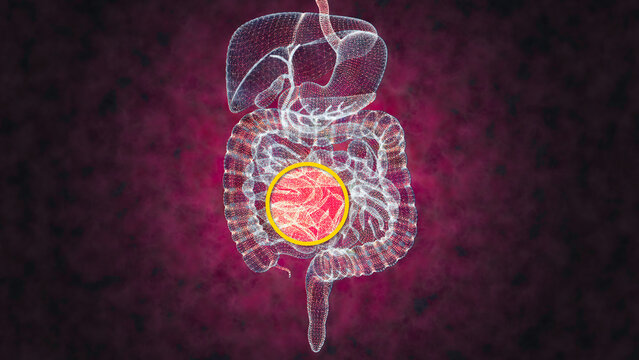 Human body, digestive system, anatomy. Intestine. Enlargement on the abdominal sector. Abdominal pain. 3d rendering
